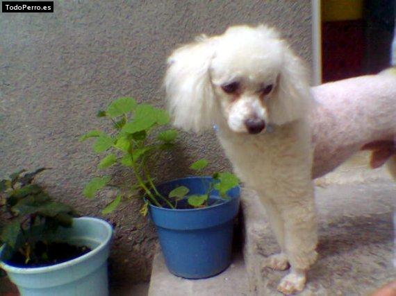 Foto del perro Bet