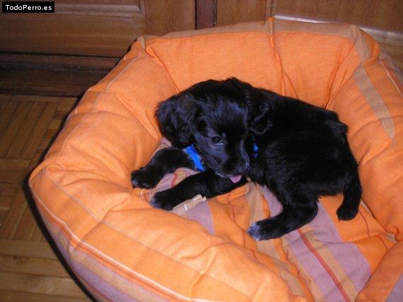 Foto del perro Nana