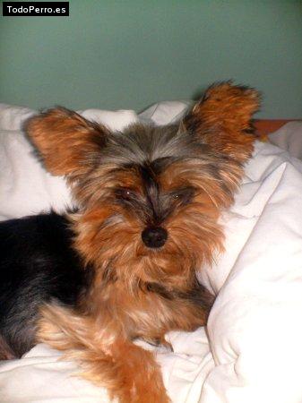 Foto del perro Nanny