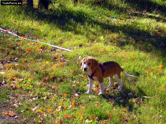 Foto del perro Toby