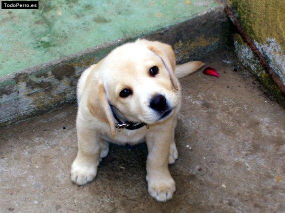 Foto del perro Ruffo