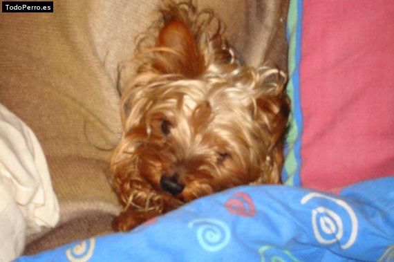 Foto del perro Nimo