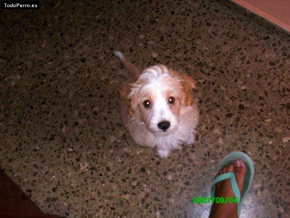 Foto del perro Nevado