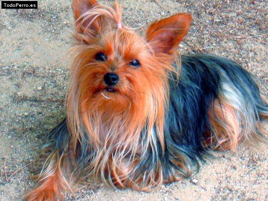 Foto del perro Trilby