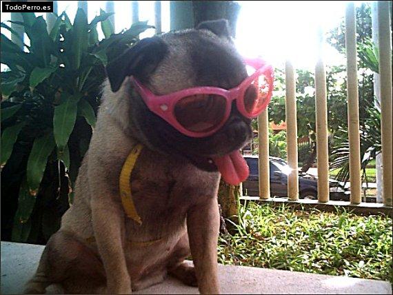 La foto del perro Chiki Foto del perro Chiki