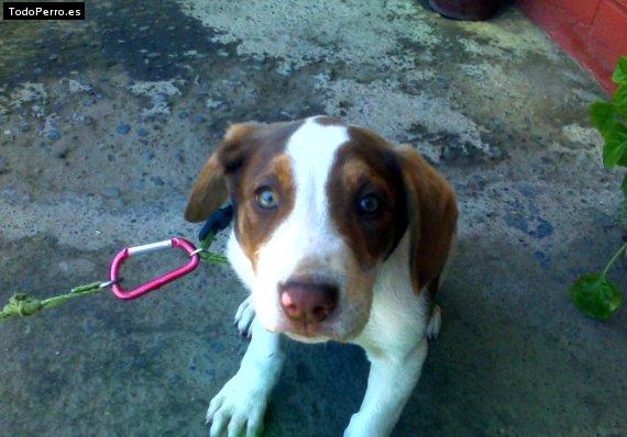 Foto del perro Thoomy
