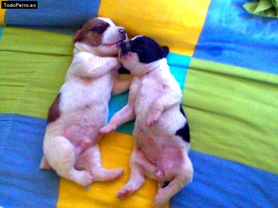 Foto del perro Neyda y samy