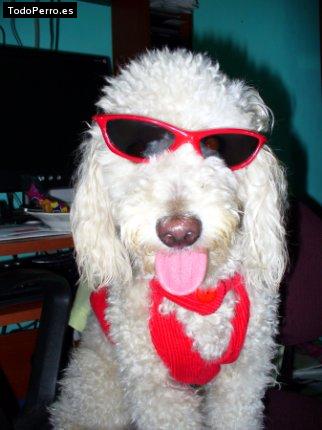 Foto del perro Tatu