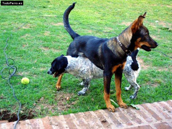 Foto del perro Mora