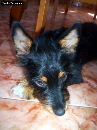 Foto del perro Tufo