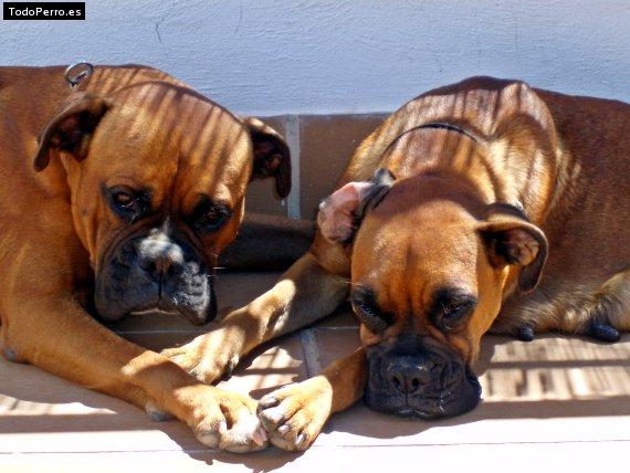 Foto del perro Bruc