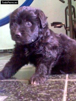 Foto del perro Homero