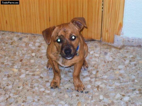 Foto del perro Monchito