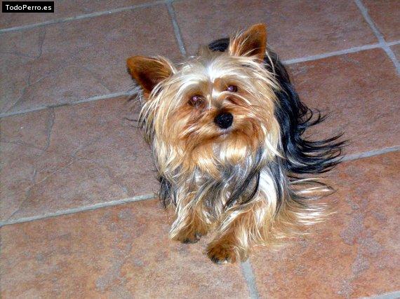 Foto del perro Niko