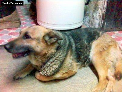 Foto del perro Buddy