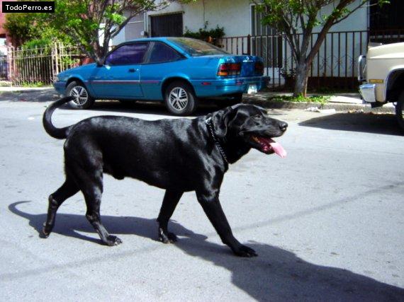 Foto del perro Bernardo