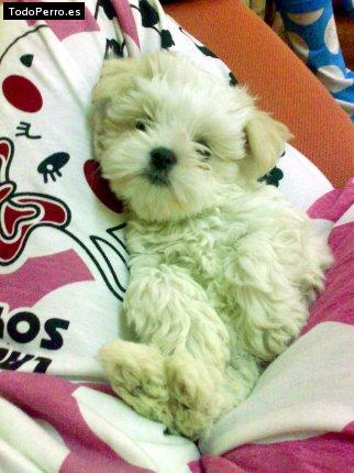 Foto del perro Mika