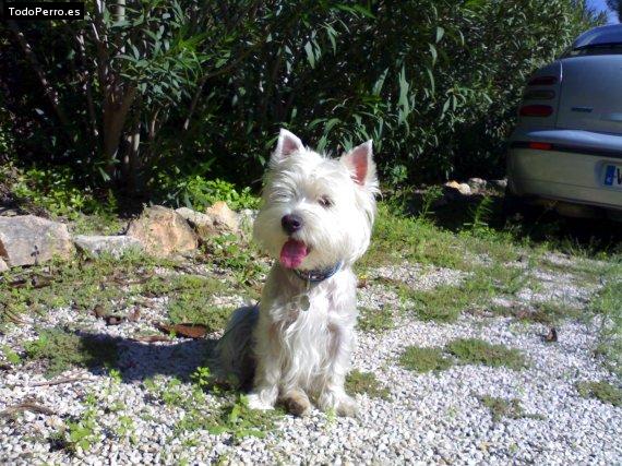 Foto del perro Wendy