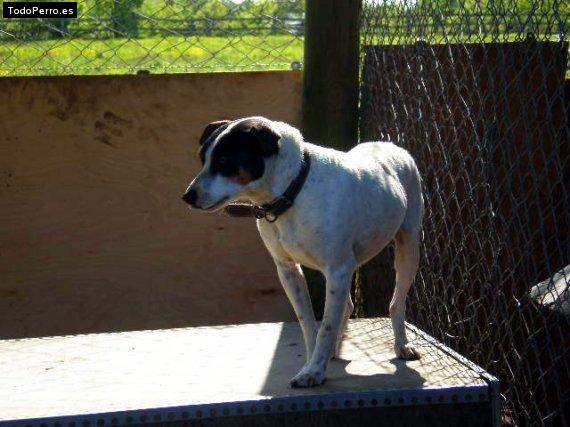 Foto del perro Fito