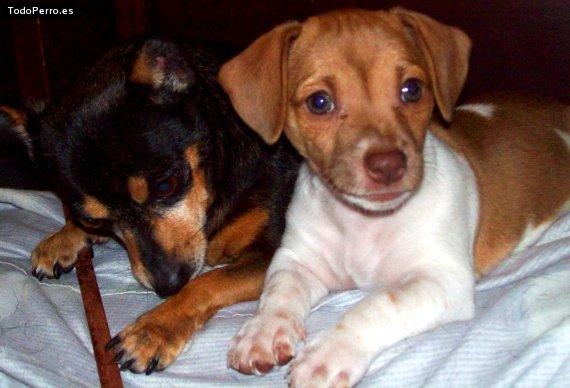 Foto del perro Numa y junior