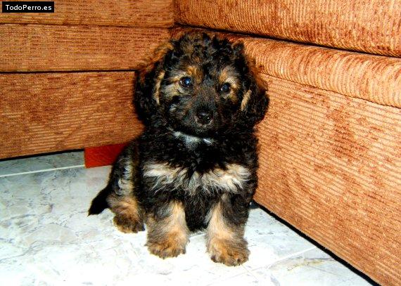 Foto del perro Brutus
