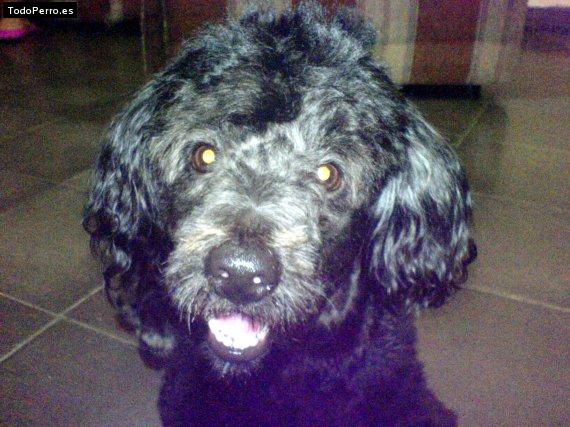 Foto del perro Whisky