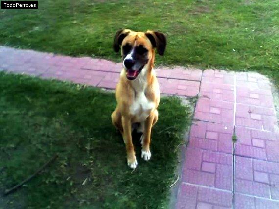 Foto del perro Malena