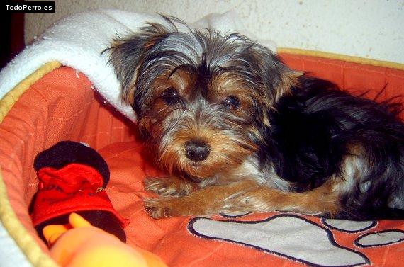Foto del perro Carmelo