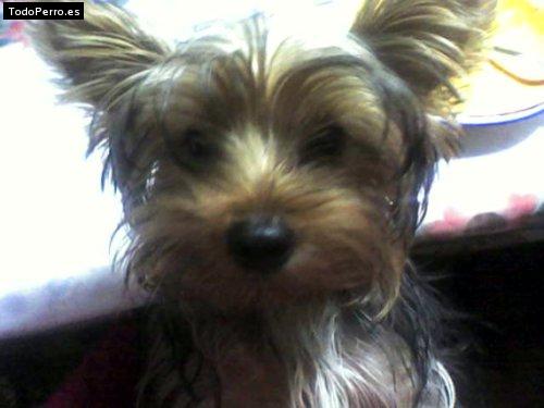 Foto del perro Toto