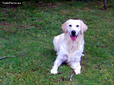 Foto del perro Asly