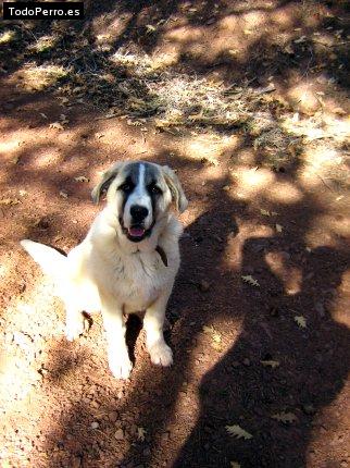 Foto del perro Chuspi