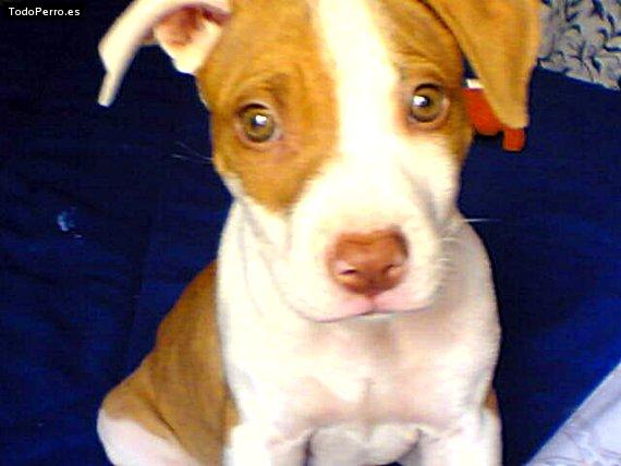 Foto del perro Nacho