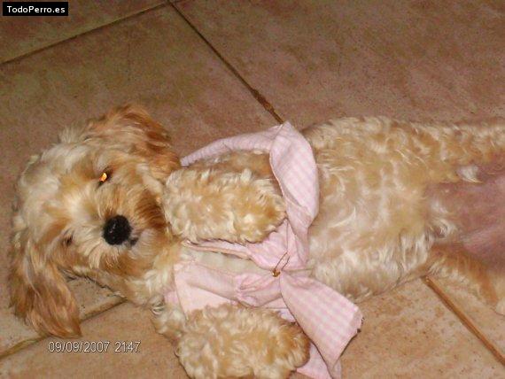 Foto del perro Sassy