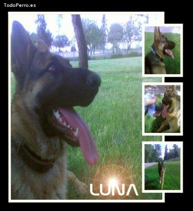 Foto del perro Luna