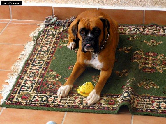 Foto del perro Balma