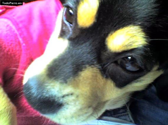 Foto del perro Thai