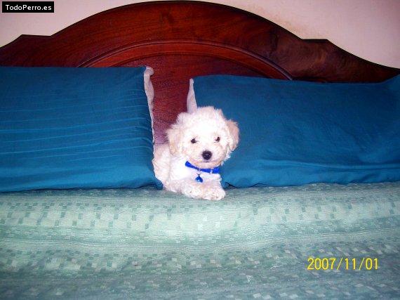 Foto del perro Benjamin