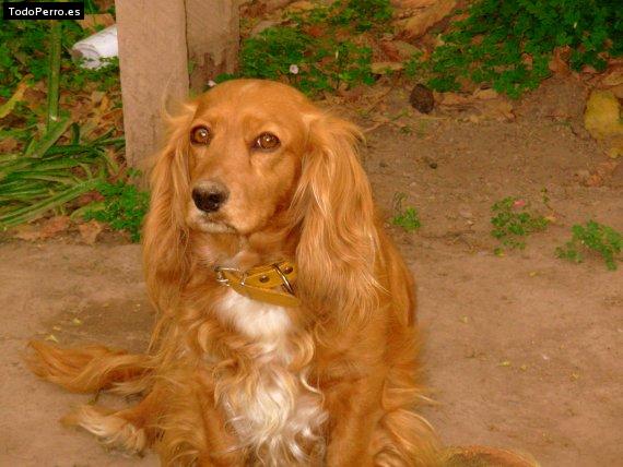 Foto del perro Bianca