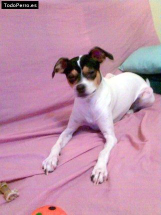 Foto del perro Nuka