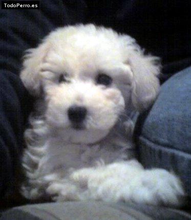 Foto del perro Manyi