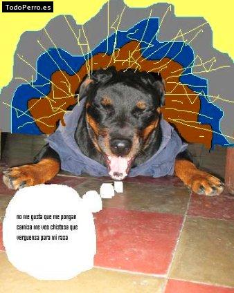 Foto del perro Brandy