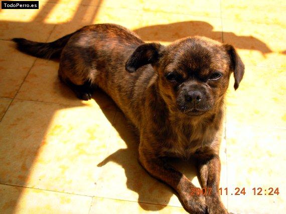 Foto del perro Bonita