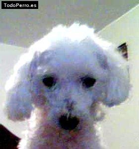 Foto del perro Susana