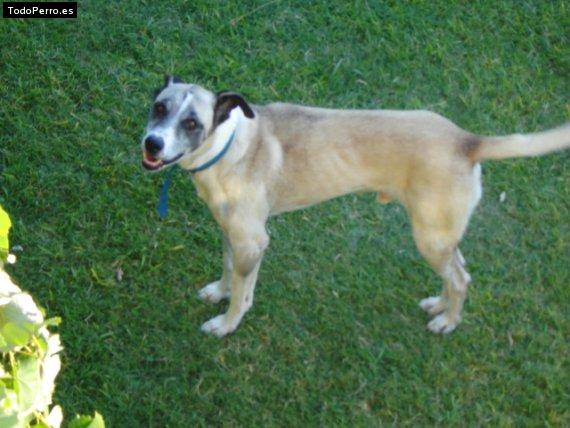 Foto del perro Terry