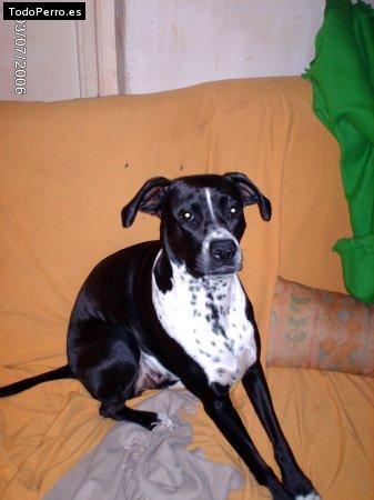 Foto del perro Negra