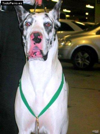 Foto del perro Bella von oxemberg