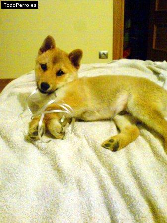 Foto del perro Shiro
