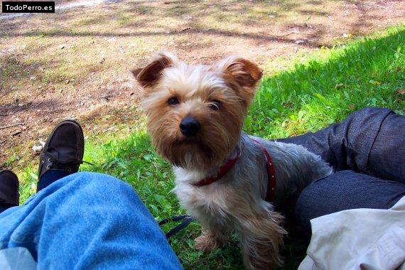 Foto del perro Milou