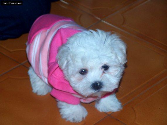 Foto del perro Bolleta