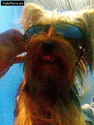 Foto del perro Scobby